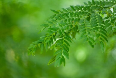 Gleditsia triacanthos 'Sunburst' haute-tige 4/6