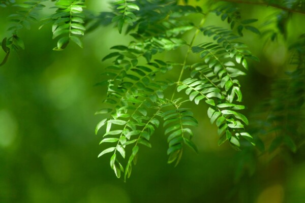 Gleditsia triacanthos 'Sunburst' cépée 200-250