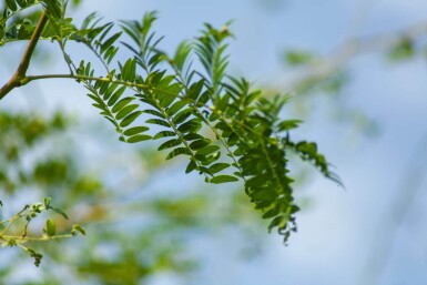 Gleditsia triacanthos 'Sunburst' cépée 200-250