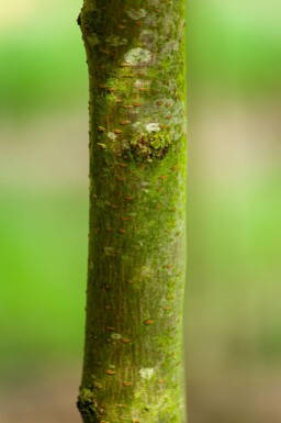 Gleditsia triacanthos 'Sunburst' cépée 200-250