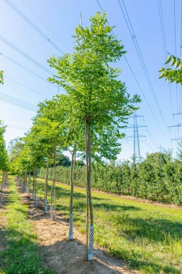 Gymnocladus dioica haute-tige 10/12