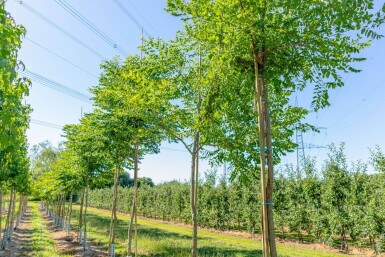 Gymnocladus dioica haute-tige 10/12