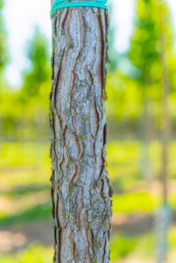 Gymnocladus dioica haute-tige 10/12