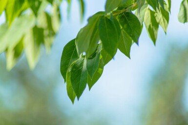 Gymnocladus dioica cépée
