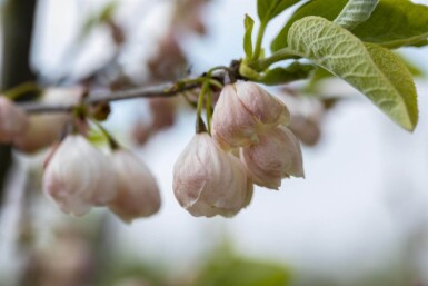 Halesia carolina cépée 200-250