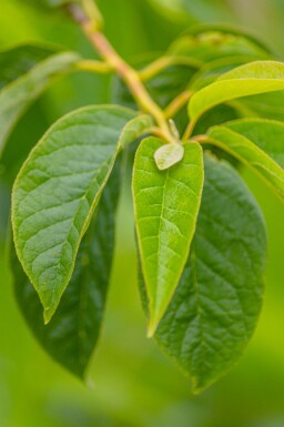 Halesia carolina cépée 200-250
