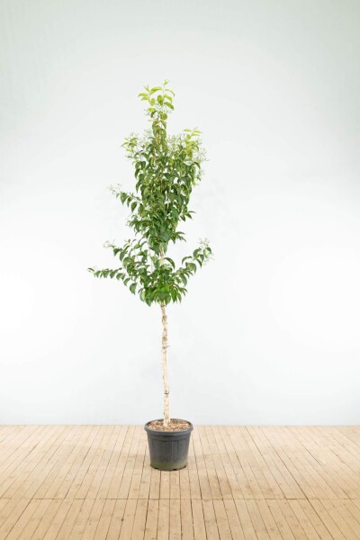 Heptacodium miconioides haute-tige 6/8