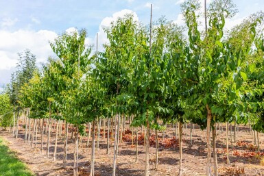 Heptacodium miconioides haute-tige 6/8