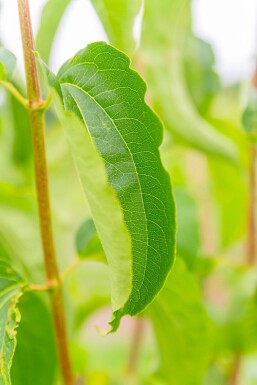Heptacodium miconioides haute-tige 6/8