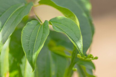 Heptacodium miconioides haute-tige 6/8