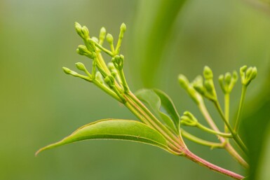 Heptacodium miconioides haute-tige 6/8