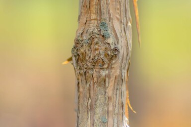 Heptacodium miconioides haute-tige 6/8