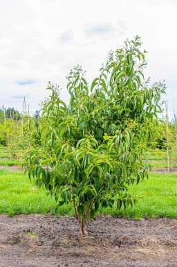 Heptacodium miconioides cépée 200-250