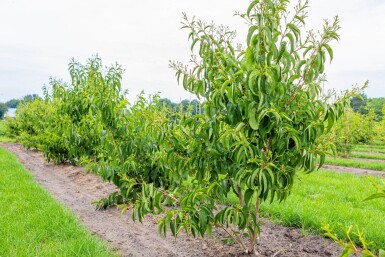 Heptacodium miconioides cépée 200-250