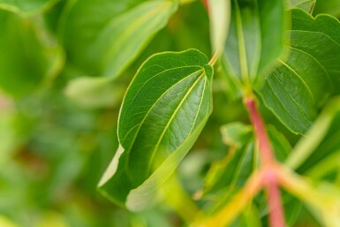 Heptacodium miconioides cépée 200-250