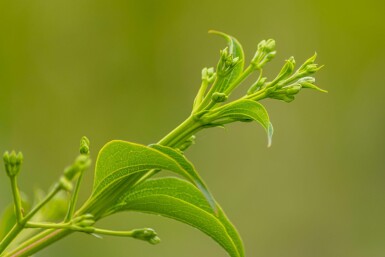 Heptacodium miconioides cépée 200-250
