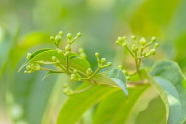 Heptacodium miconioides cépée 200-250