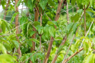 Heptacodium miconioides cépée 200-250