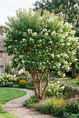 Heptacodium miconioides Multitronc 5 m