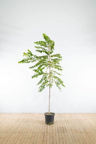 Juglans nigra haute-tige 4/6