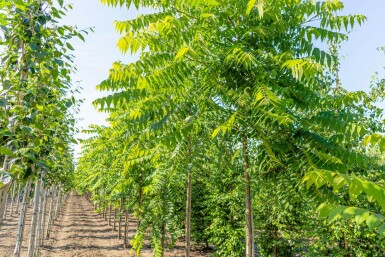 Juglans nigra haute-tige 4/6