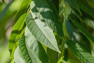 Juglans nigra haute-tige 4/6