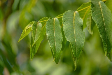 Juglans nigra haute-tige 4/6