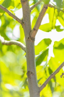 Juglans nigra haute-tige 4/6