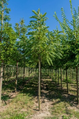 Juglans nigra haute-tige 4/6
