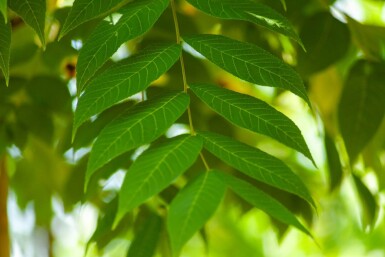 Juglans nigra haute-tige 4/6