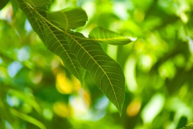Juglans nigra haute-tige 4/6