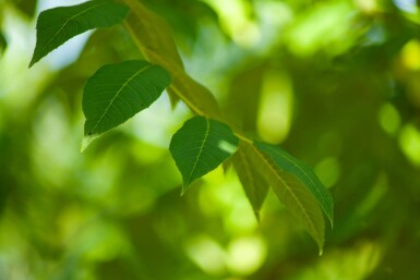 Juglans nigra haute-tige 4/6