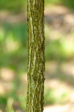 Juglans nigra haute-tige 4/6