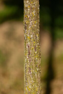 Juglans nigra haute-tige 4/6