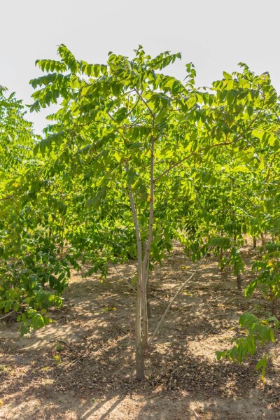 Juglans nigra cépée 250-300