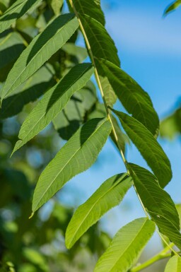 Juglans nigra cépée 250-300