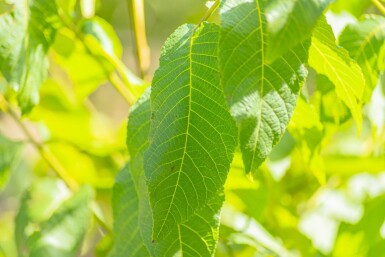 Juglans nigra cépée 250-300