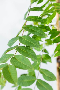 Juglans nigra cépée 250-300