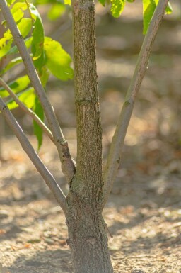 Juglans nigra cépée 250-300