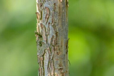 Juglans nigra cépée 250-300