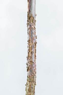 Juglans nigra cépée 250-300