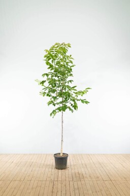 Juglans regia haute-tige
