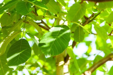 Juglans regia haute-tige