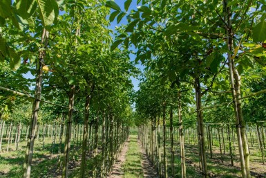Juglans regia haute-tige 18/20