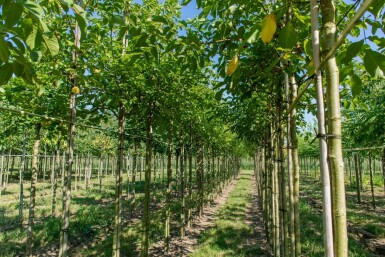 Juglans regia haute-tige 18/20