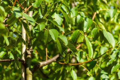 Juglans regia haute-tige 18/20
