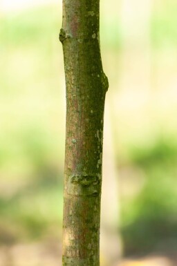 Juglans regia haute-tige 18/20