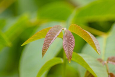 Juglans regia haute-tige 18/20