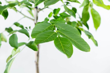 Juglans regia haute-tige 18/20