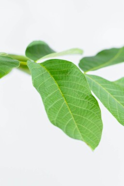 Juglans regia haute-tige 18/20